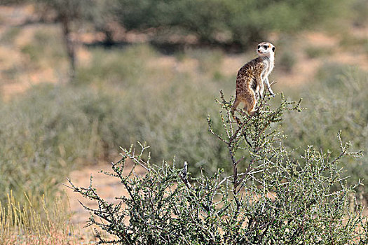 猫鼬,成年,女性,站立,顶端,灌木,警惕,卡拉哈迪大羚羊国家公园,北开普,南非,非洲