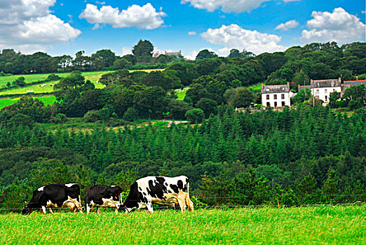 母牛,放牧,绿色,草场,乡村,布列塔尼半岛,法国