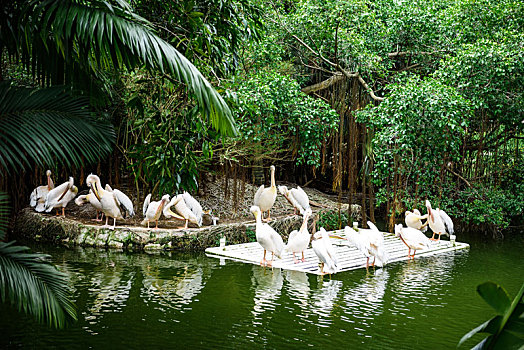 野生动物园从水里人工饲养的白天鹅