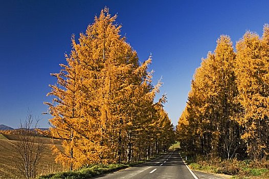 日本,落叶松属植物,美瑛