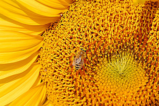 向日葵,花,特写,蜜蜂,意大利蜂,北莱茵威斯特伐利亚,德国,欧洲
