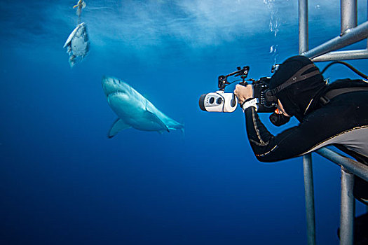 摄影师,倚靠,大白鲨,沙鲨属,笼子,潜水,瓜达卢佩岛,墨西哥