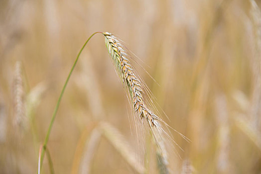 地点,成熟,小麦