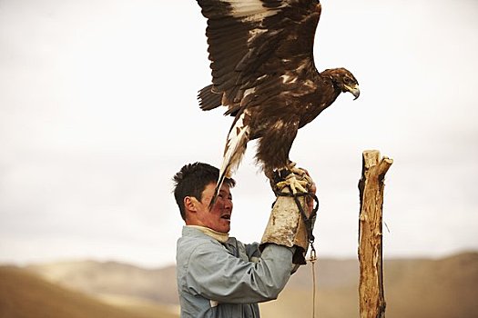 男人,鹰,乌兰巴托,蒙古