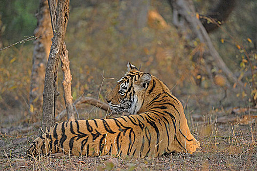 印度,孟加拉虎,虎,干燥,落叶植物,栖息地,伦滕波尔国家公园,拉贾斯坦邦,亚洲
