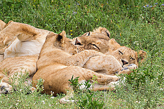 局部,狮子,自豪,成年,两个,幼兽,睡觉,一起,草地,手臂,缠绕,特写,恩戈罗恩戈罗,保护区,坦桑尼亚