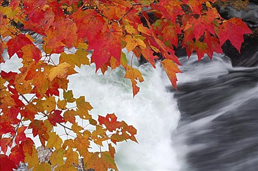 枫树,秋叶,瀑布,阿尔冈金省立公园,安大略省,加拿大
