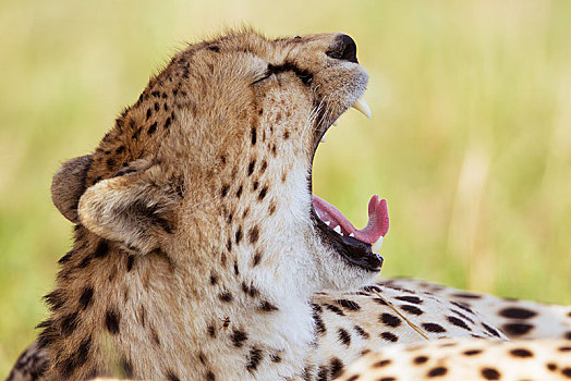 哈欠,印度豹,猎豹,塞伦盖蒂,裂谷省,肯尼亚,非洲