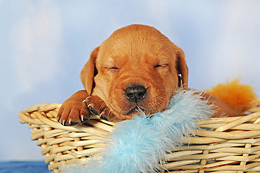 拉布拉多犬,黄色,岁月,25天大,小狗,篮子,睡觉