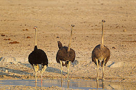 鸵鸟,鸵鸟属,骆驼,雄性,左边,两个,雌性,水坑,埃托沙国家公园,纳米比亚,非洲