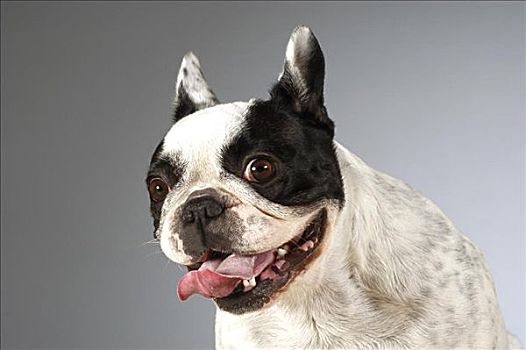 肖像,波士顿犬,舌头