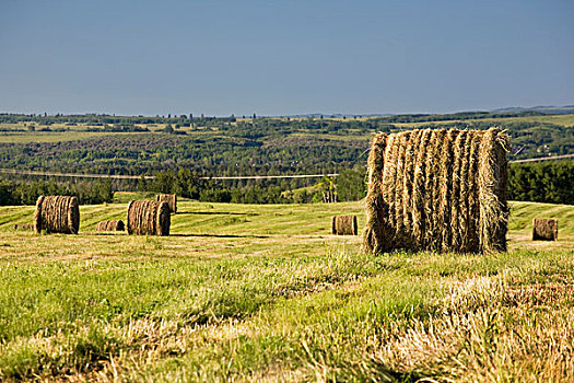 干草包,切削,土地,艾伯塔省,加拿大