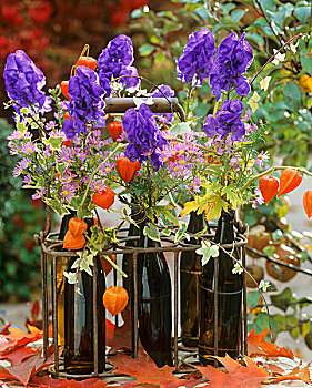 舟形乌头,紫苑属,灯笼草,啤酒瓶