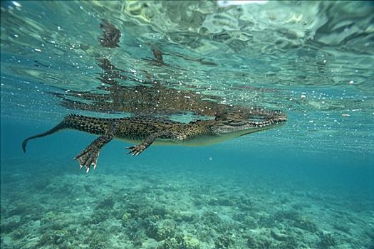 咸水鳄,湾鳄,漂浮,水面,岛屿,巴布亚新几内亚