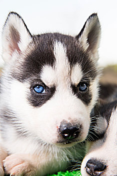 哈士奇幼犬