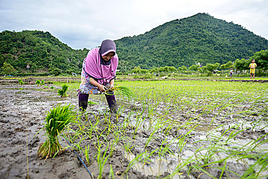 稻米,农民,34岁,种植,幼苗,乡村,砂质黏土,印度尼西亚,亚洲