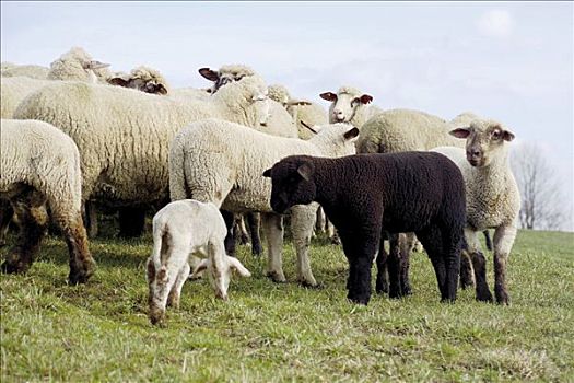 与众不同,牧群,白色,绵羊