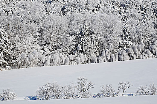 树,土地,积雪,魁北克,加拿大