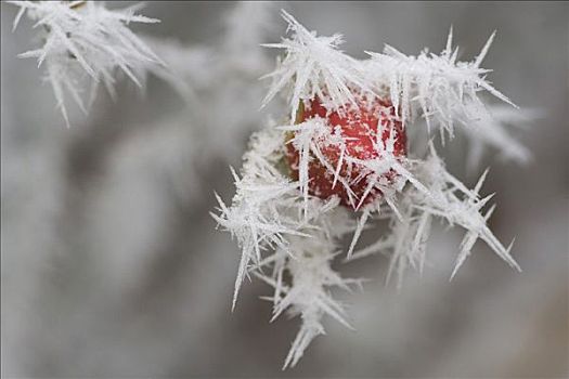 霜圖片_霜圖片大全_霜圖片素材