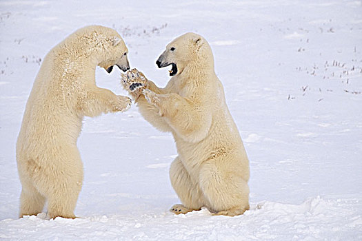 北极熊,出招,曼尼托巴,加拿大