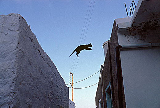 猫,跳跃,屋顶