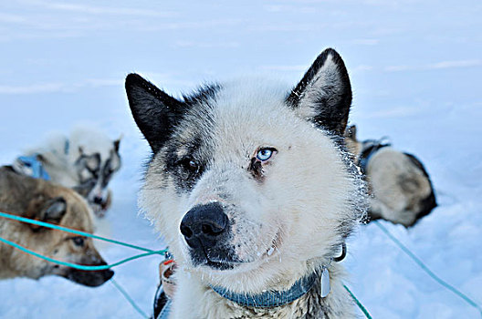 格陵兰,雪橇狗,肖像,北极,北美