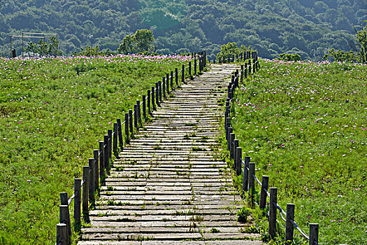 山间草地