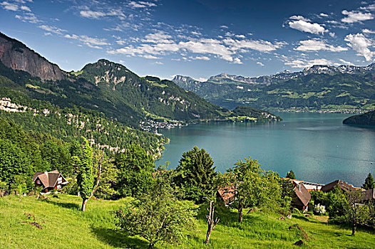 风景,泰里,南,韦吉斯,琉森湖,瑞士,欧洲