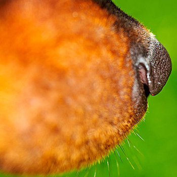 鼻子,口鼻部,罗特韦尔犬,狗