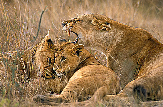非洲狮,狮子,女性,幼兽,马赛马拉,公园,肯尼亚