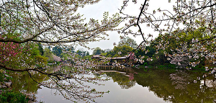 西湖十景,花港观鱼