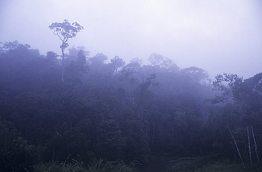 马达加斯加,雨林,早晨,薄雾