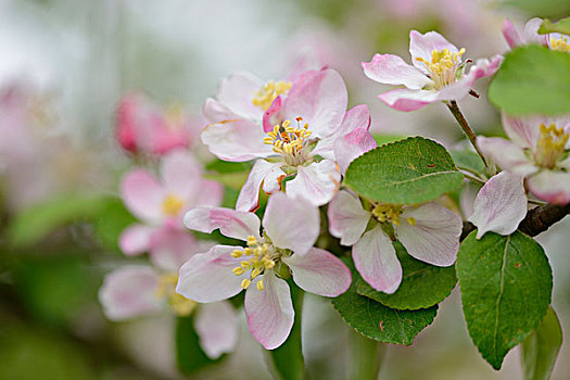 苹果树,花,特写