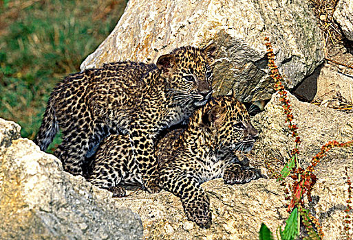 豹,幼兽,玩,岩石上