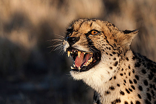 印度豹,叫声,靠近,基特曼斯胡普,纳米比亚,非洲