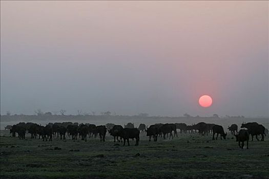 牧群,非洲,水牛,南非水牛,非洲水牛,日落,乔贝国家公园,博茨瓦纳