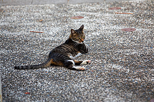 台湾观光景点猴硐猫村,猫村小路上的可爱的猫猫