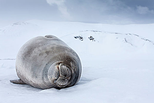 南极,威德尔海豹,韦德尔氏海豹,睡觉,雪,欺骗岛