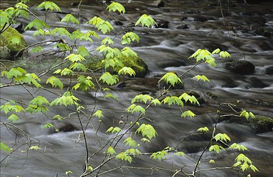 河流,叶子,大烟山国家公园,北卡罗来纳
