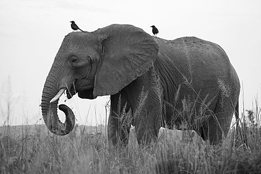非洲象,秋天,国家公园,乌干达,非洲