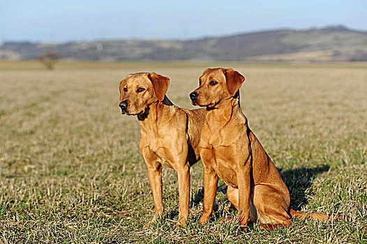 拉布拉多犬,黄色,两个,雌性,坐,草地,德国,欧洲