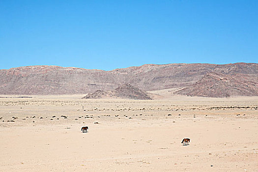 纳米比沙漠