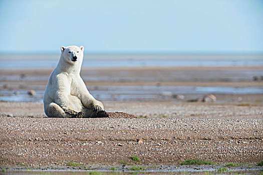 北极熊,坐,沙子,哈得逊湾,曼尼托巴,加拿大