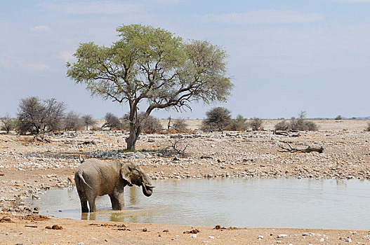 非洲,灌木,大象,非洲象,水坑,埃托沙国家公园,区域,纳米比亚