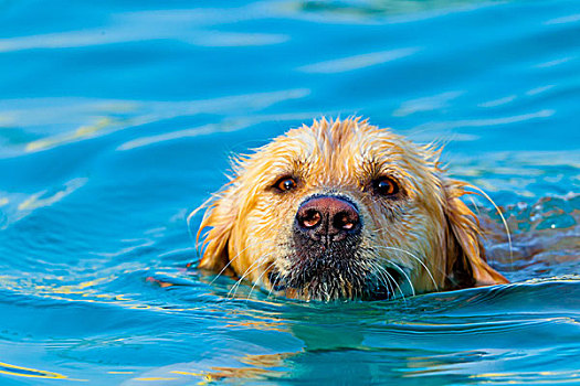 金毛猎犬,游泳