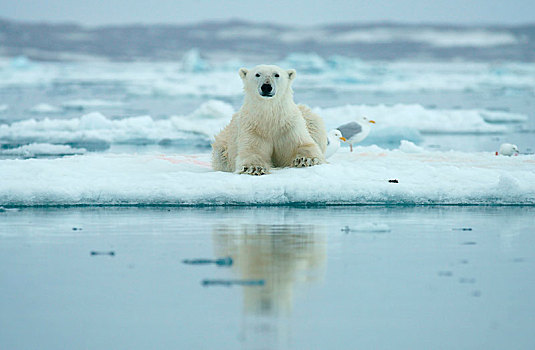 北极熊,卧,浮冰,斯瓦尔巴特群岛,挪威,北极,欧洲