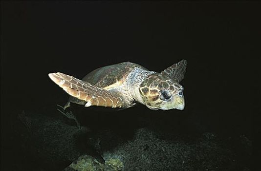 蠵龟,加勒比海