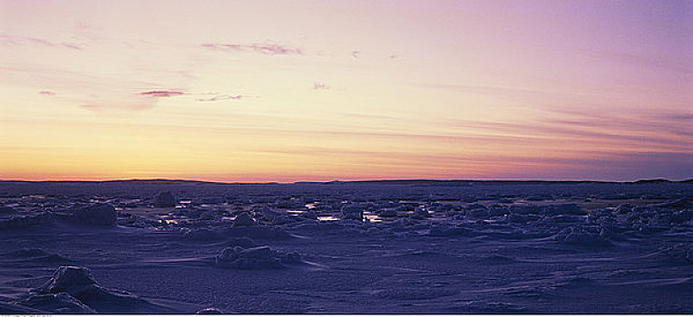 日落,上方,苔原,纽芬兰,拉布拉多犬,加拿大