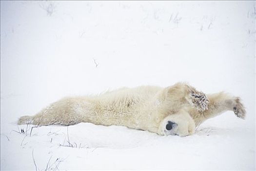 北极熊,伸展,戈登,哈得逊湾,加拿大,冬天,雪
