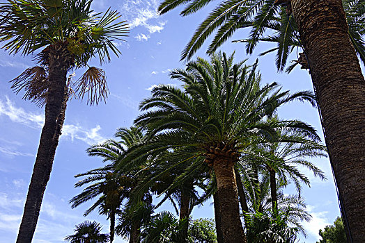 摩纳哥风情--椰树